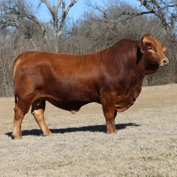 Genetics – Cain Cattle